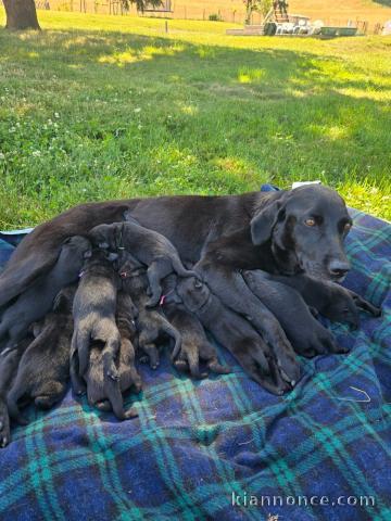 Bébé chiot labrador retriever pour adoption 