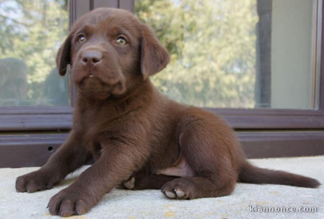 Je donne chiot labrador retriever 