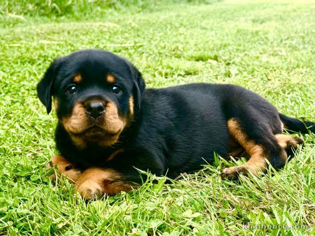 Je donne chiot Rottweiler mâle 