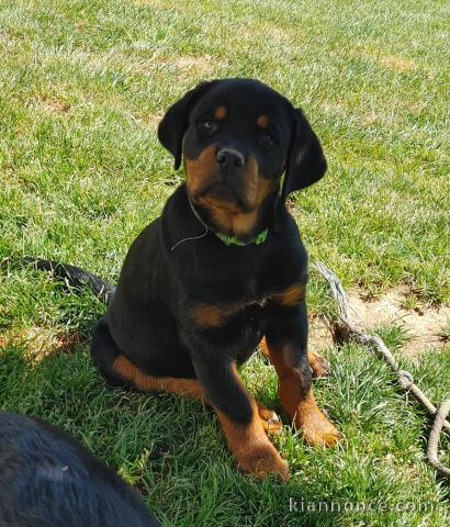 Je donne chiot Rottweiler mâle 