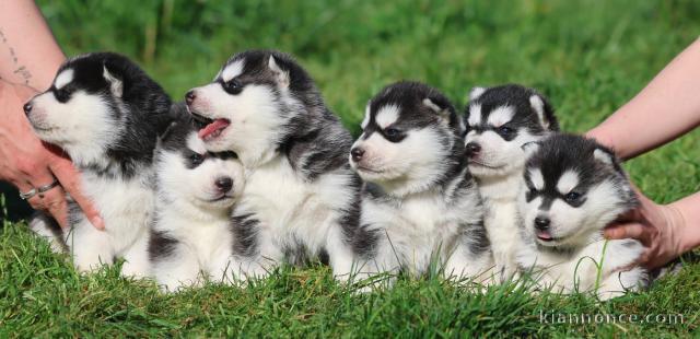 Annonces chiot husky sibérien pour adoption 