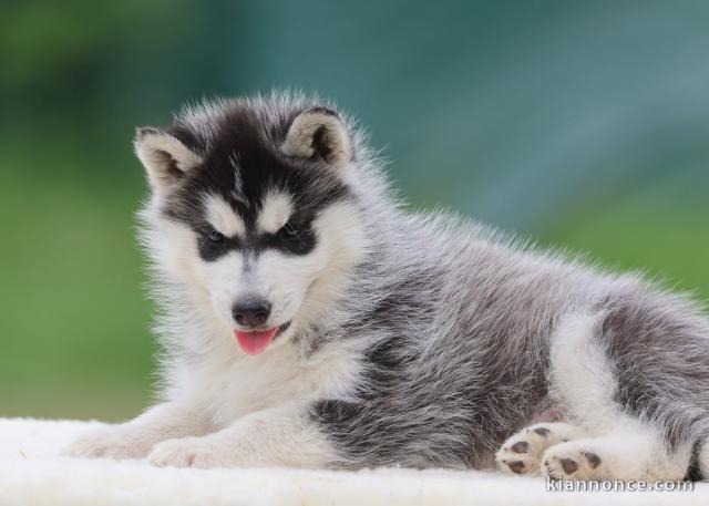 Je donne chiot husky sibérien femelle à donner 