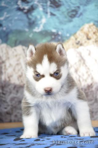 Chiot husky sibérien disponible 