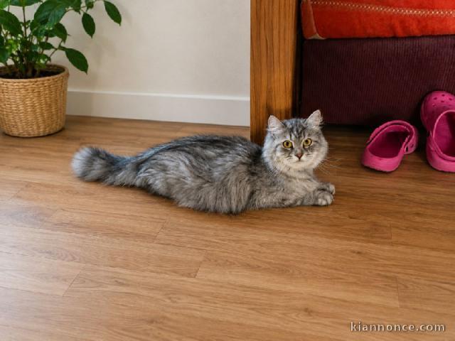 Bébé chaton sibérien disponible 