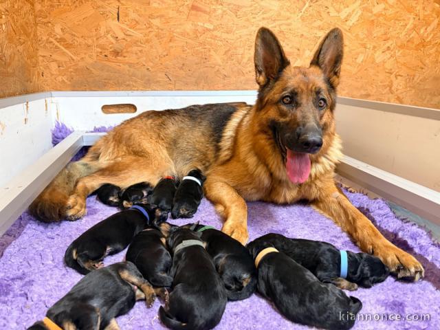 Bébé chiot type berger allemand à placer 