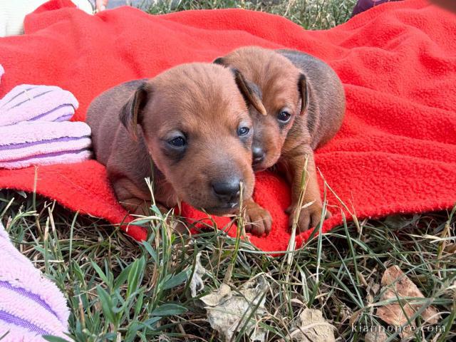 Chiots à donner disponible teckel 