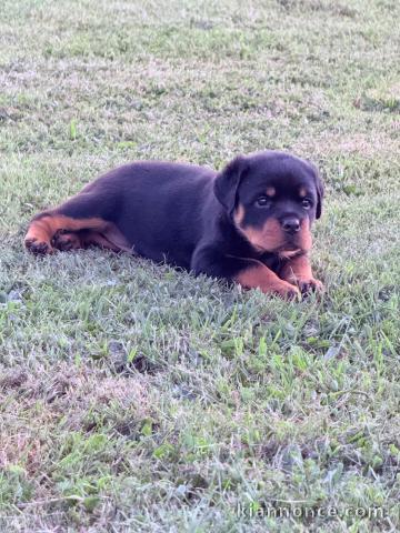 Je donne chiot Rottweiler mâle 