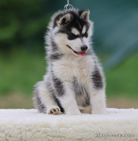 Husky sibérien disponible pour adoption 