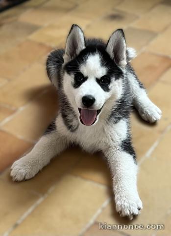 Je donne chiot husky sibérien disponible 
