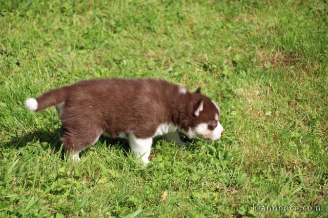 chiots husky sibérien femelle à donner 
