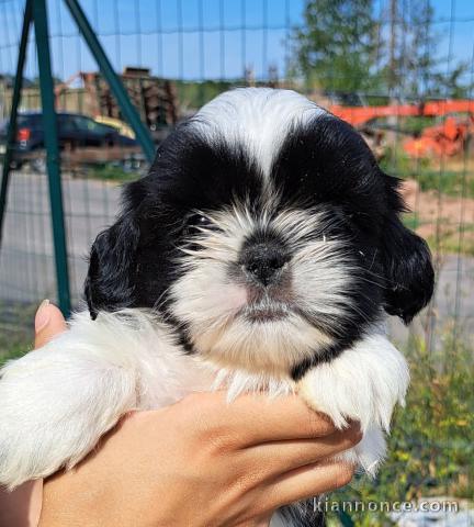 Adorable chiot Shih Tzu disponible 