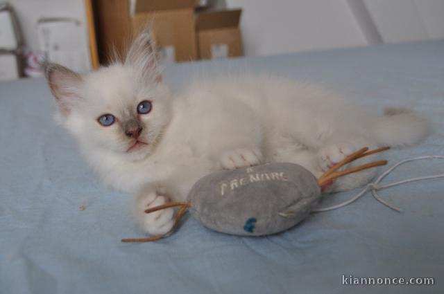 Sacré de Birmanie pour adoption 