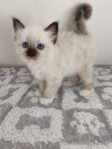 Magnifique chaton sacré de Birmanie 