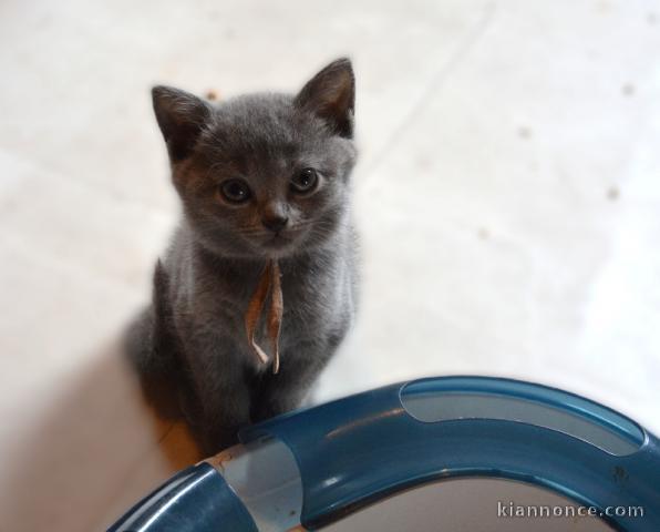 Chartreux pour adoption chaton 