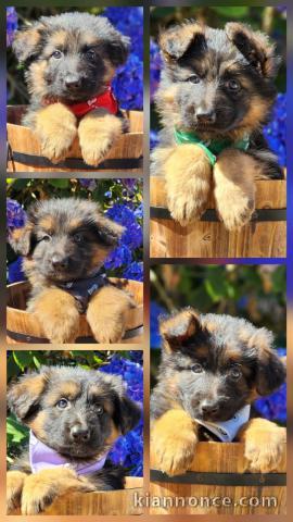 Dons berger allemand disponible 
