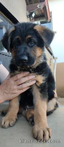 Adorable chiot berger allemand 