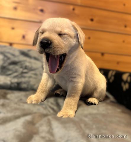 Bébé chiot labrador retriever pour adoption 