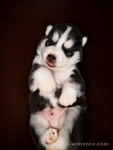 Chiots husky sibérien femelle à donner urgent 