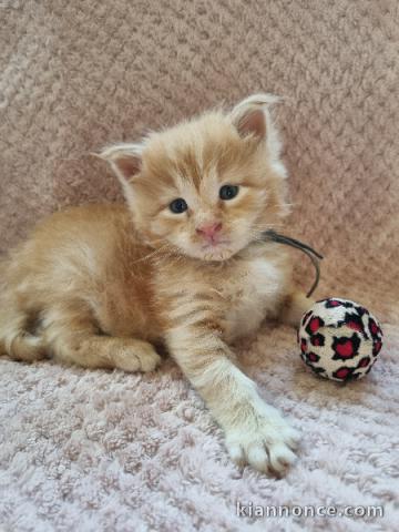 Adorable chaton Maine coon mâle a donner 