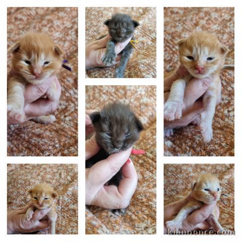Magnifique chaton Maine coon disponible 