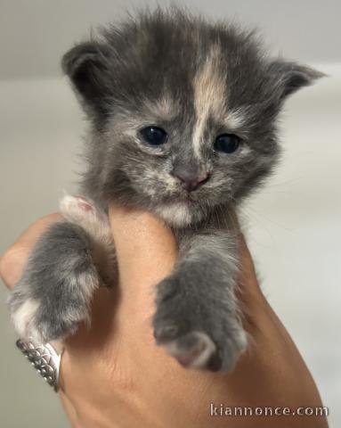 Adorable chaton Maine coon disponible 