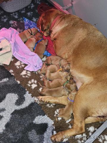 chiots dogue de Bordeaux à donner 