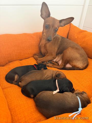 Magnifique chiots pincher nain disponible 