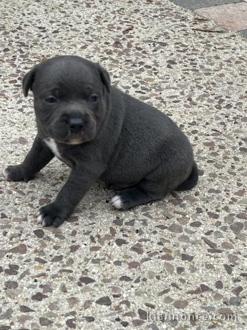 Bébé chiot type staff disponible pour adoption 
