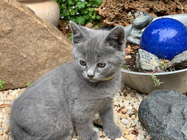 Adorable chaton chartreux disponible 
