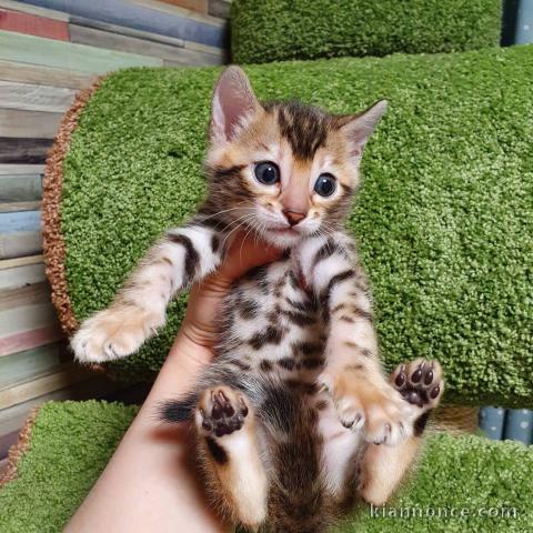Bengale disponible pour adoption femelle 