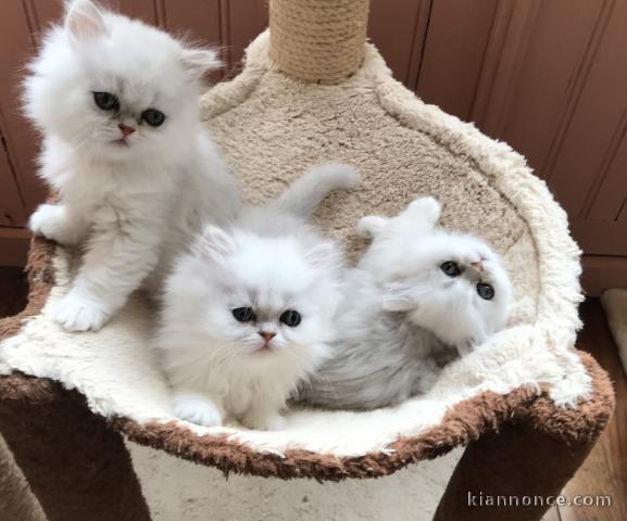 Bébé chaton persan chinchilla pour adoption 