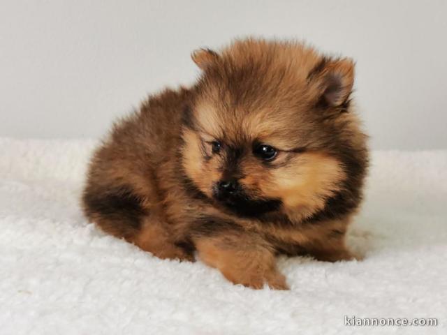 chiots Spitz allemand disponible pour adoption 