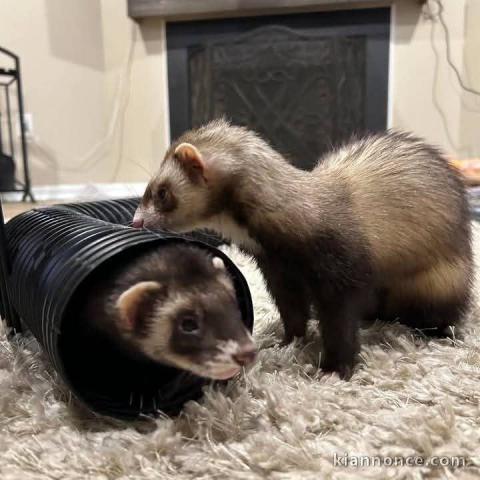 Furets pour adoption mâle et femelle 