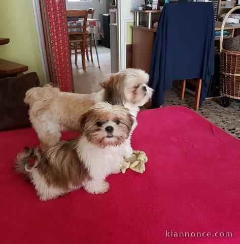 Je donne chiot Shih Tzu disponible 
