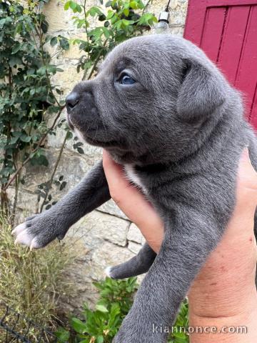 Bébé chiot staff disponible 