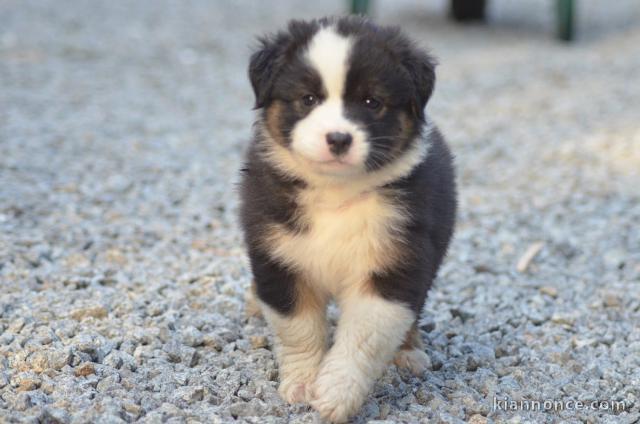 Je donne chiot berger australien 