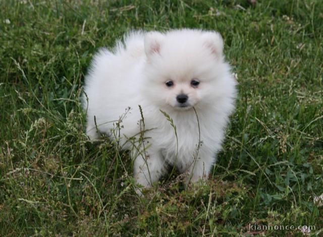 Je donne chiot type spitz 