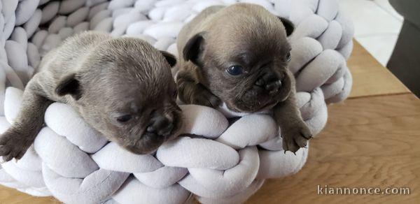 Adorable chiot bouledogue français 
