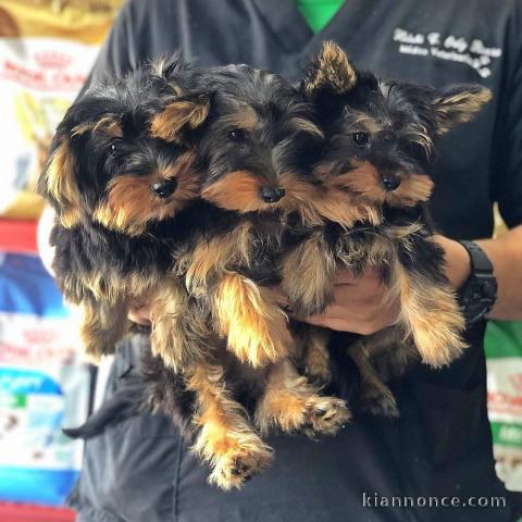 Adoption chiots Yorkshire terrier disponible 