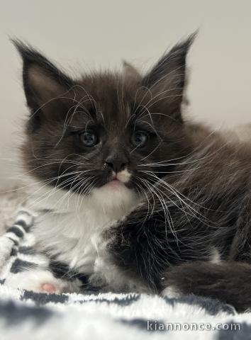 Magnifique chaton Maine coon disponible 