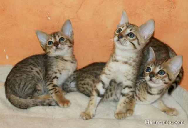 chatons savannah 2 males 1 femelle brown spotted gold