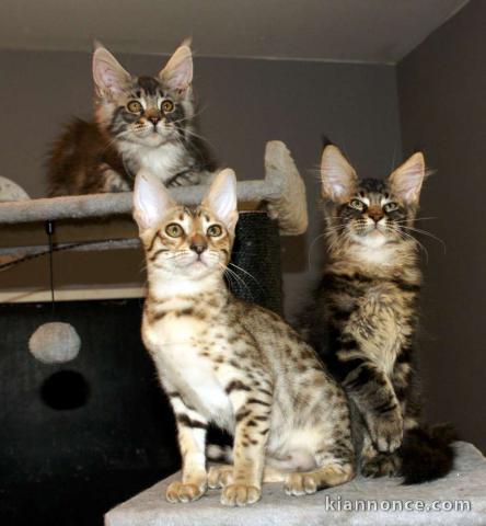 chatons savannah 2 males 1 femelle brown spotted gold