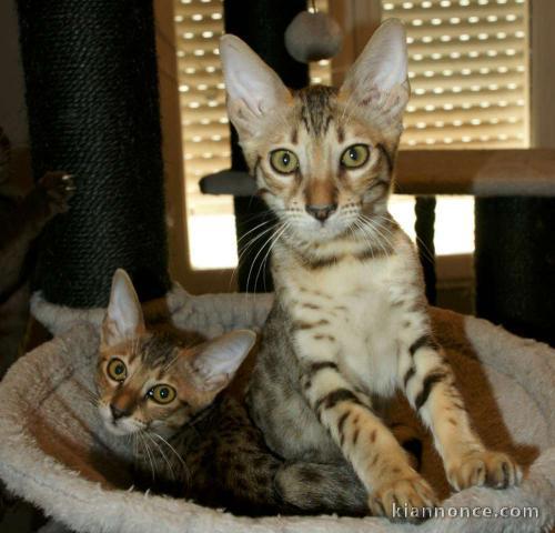 chatons savannah 2 males 1 femelle brown spotted gold