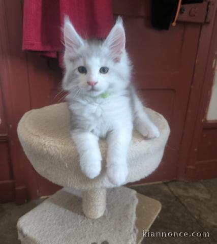 Je donne chaton Maine coon disponible 