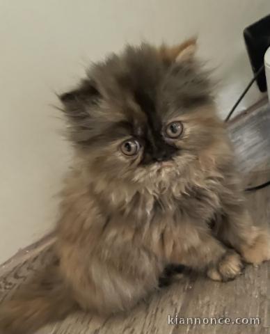 Je donne mon chaton persan 