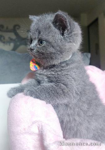 Chatons British Shorthair et Longhair adorable 