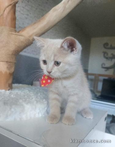 Chatons British Shorthair et Longhair pour adoption 