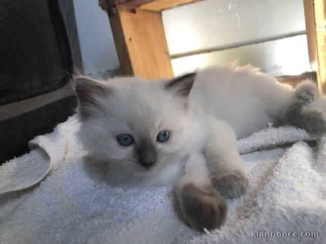 Magnifique chaton Ragdoll mâle a donner 