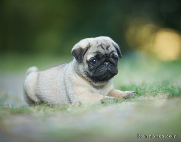 Je donne chiot carlin mâle 