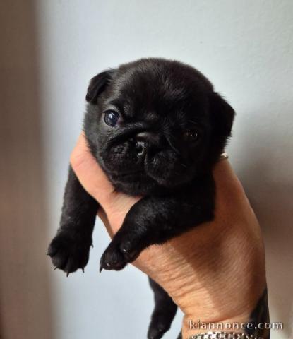 chiots carlin mâle a cédé 